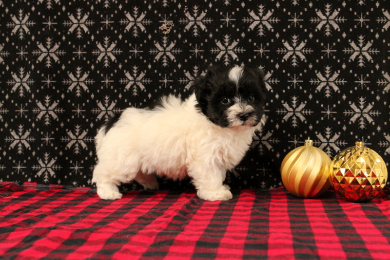 puppy, for, sale, Maltipoo, Matthew B. Stoltzfus, dog, breeder, Gap, PA, dog-breeder, puppy-for-sale, forsale, nearby, find, puppyfind, locator, puppylocator, aca